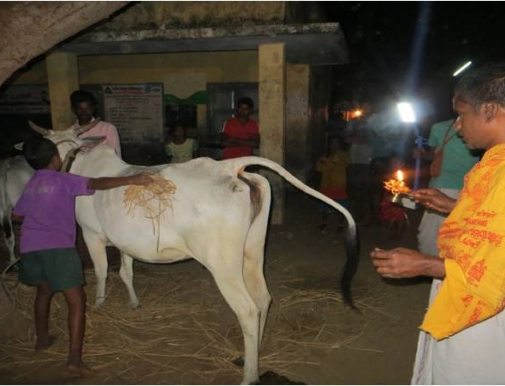 Reaching Out to Perlavaripalem Village: 50th day Gau Gram Yatra